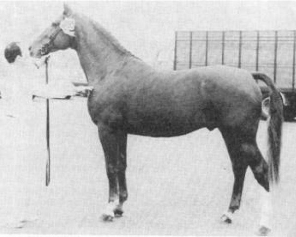 stallion Galopin (Gelderland, 1965, from Artilleur)