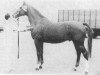 stallion Galopin (Gelderland, 1965, from Artilleur)