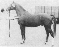 stallion Galopin (Gelderland, 1965, from Artilleur)