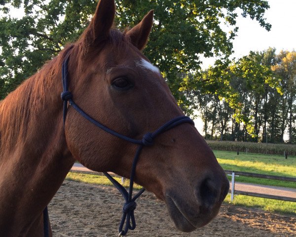 dressage horse Sion's Pauli (Oldenburg, 1997, from Sion)