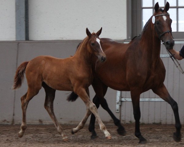 dressage horse Silva van Villa Theresia (Oldenburg, 2014, from Sorento OLD)