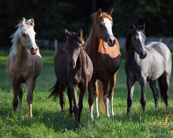 dressage horse Dark Velvet As (German Riding Pony, 2013, from Strahlemann)