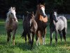 dressage horse Dark Velvet As (German Riding Pony, 2013, from Strahlemann)