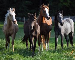 Dressurpferd Dark Velvet As (Deutsches Reitpony, 2013, von Strahlemann)