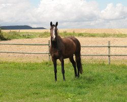 broodmare Grace Girl (Trakehner, 2008, from Freudenfest)