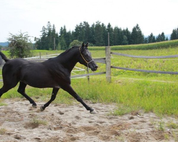 stallion Shammar GzH EAO (Arabian thoroughbred, 2003, from Waseem Mouraad ox)