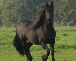 broodmare Friese (Friese, 2006, from Jurjen 303)