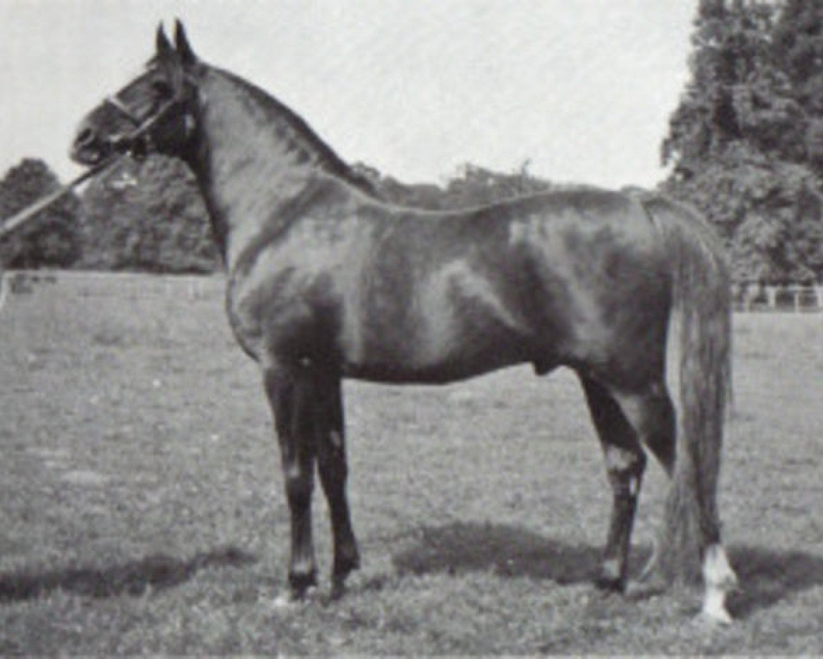 stallion Fayal ox (Arabian purebred, 1927, from Iram ox)
