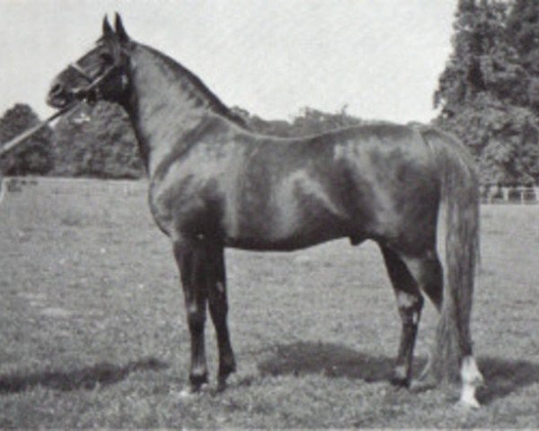stallion Fayal ox (Arabian thoroughbred, 1927, from Iram ox)