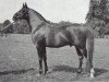 stallion Fayal ox (Arabian thoroughbred, 1927, from Iram ox)