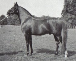 Deckhengst Fayal ox (Vollblutaraber, 1927, von Iram ox)