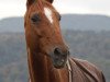 broodmare Agatane (Württemberger, 1991, from Aragon x)