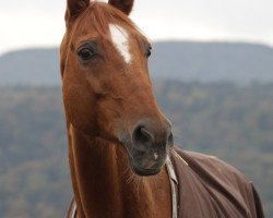 broodmare Agatane (Württemberger, 1991, from Aragon x)