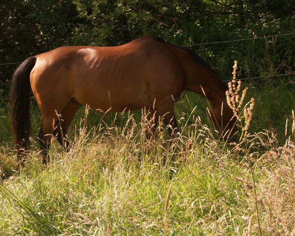 broodmare Nayomi (Hanoverian, 1993, from Neuquen xx)