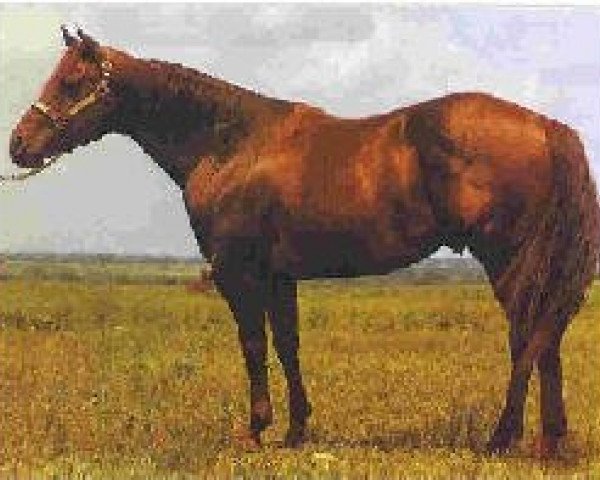 Deckhengst Sugar San Sonita (Quarter Horse, 1980, von Sonitas Last)