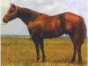 Deckhengst Sugar San Sonita (Quarter Horse, 1980, von Sonitas Last)