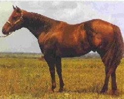 stallion Sugar San Sonita (Quarter Horse, 1980, from Sonitas Last)