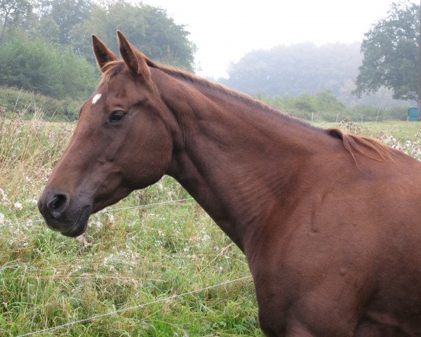 broodmare Seal Latch (Quarter Horse, 1987, from Sugar San Sonita)