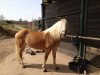 broodmare Tosca (Haflinger, 2000, from Almstern)