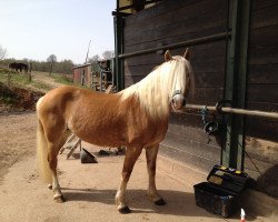 Zuchtstute Tosca (Haflinger, 2000, von Almstern)