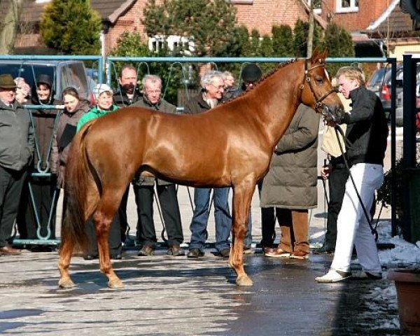 stallion Jup (KWPN (Royal Dutch Sporthorse), 2010, from Bovenheigraaf's Camillo)