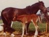 Zuchtstute Silverlea Lady's Maid (New-Forest-Pony, 1969, von Silverlea Sea Breeze)