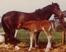 Zuchtstute Silverlea Lady's Maid (New-Forest-Pony, 1969, von Silverlea Sea Breeze)