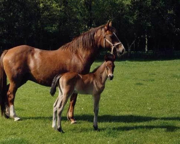 Zuchtstute Holthausen Elvira (New-Forest-Pony, 1975, von Silverlea Golden Guinea)
