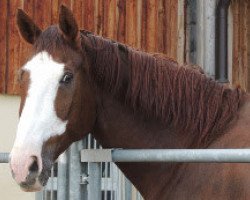 jumper Echt Stark (Hanoverian, 2003, from Escudo I)