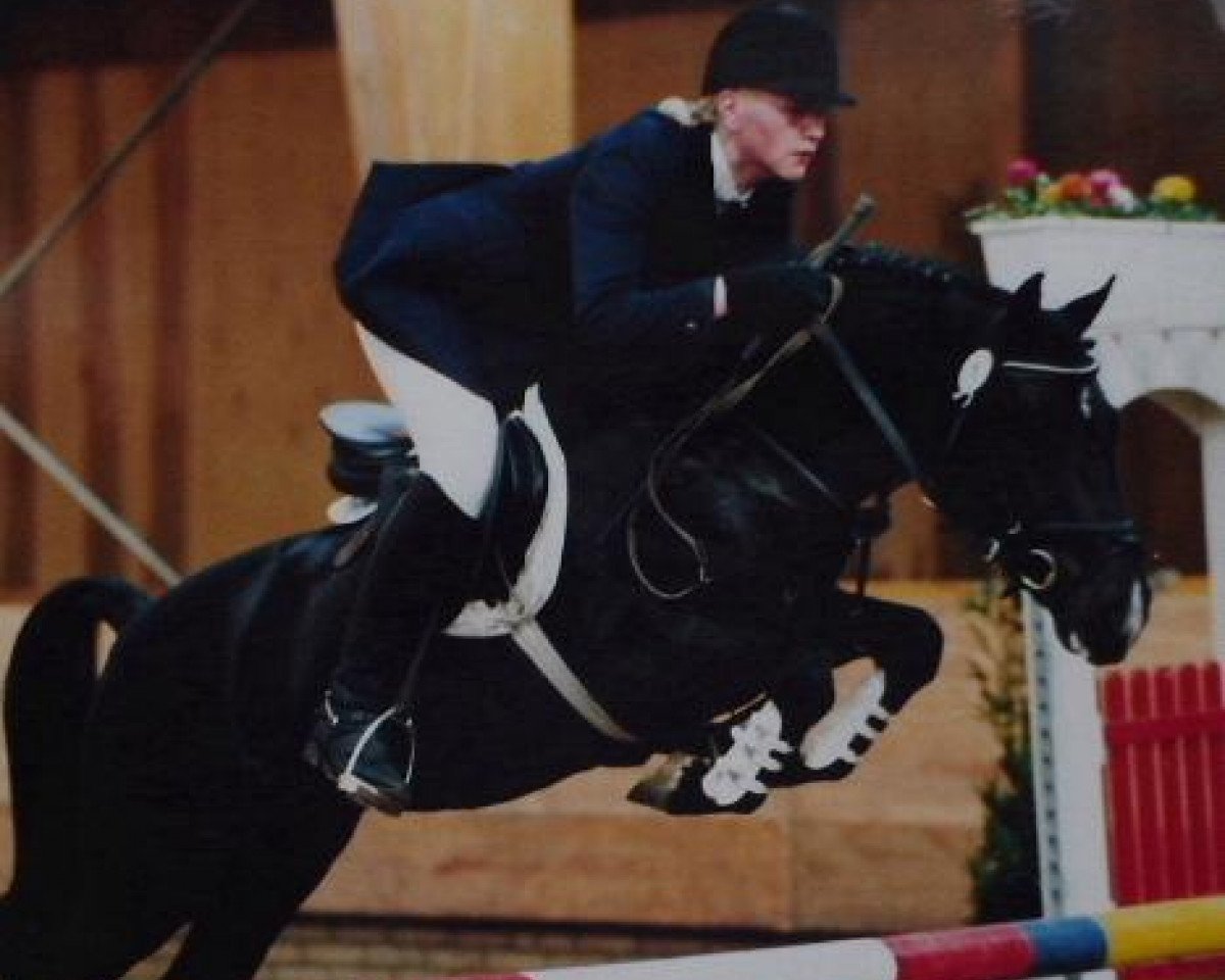 stallion Jasper 210 (New Forest Pony, 1991, from Young Winsome's Adrian)