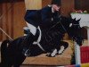 Deckhengst Jasper 210 (New-Forest-Pony, 1991, von Young Winsome's Adrian)