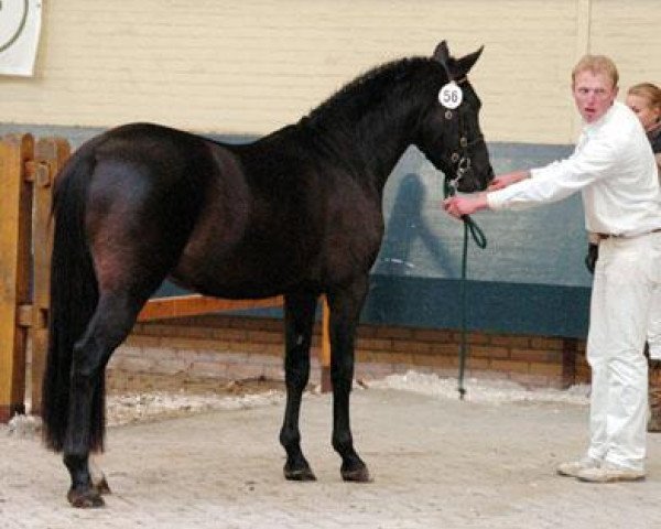 Deckhengst Holthausen Elessar (New-Forest-Pony, 2008, von Jasper 210)