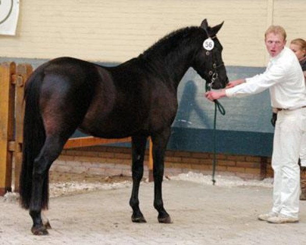 stallion Holthausen Elessar (New Forest Pony, 2008, from Jasper 210)