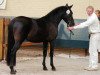 stallion Holthausen Elessar (New Forest Pony, 2008, from Jasper 210)