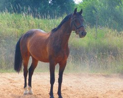 Springpferd Cody (Zweibrücker, 2006, von Corleone)