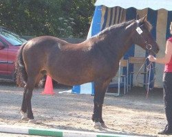 broodmare Glory (New Forest Pony, 1976, from Dawn of Spring)