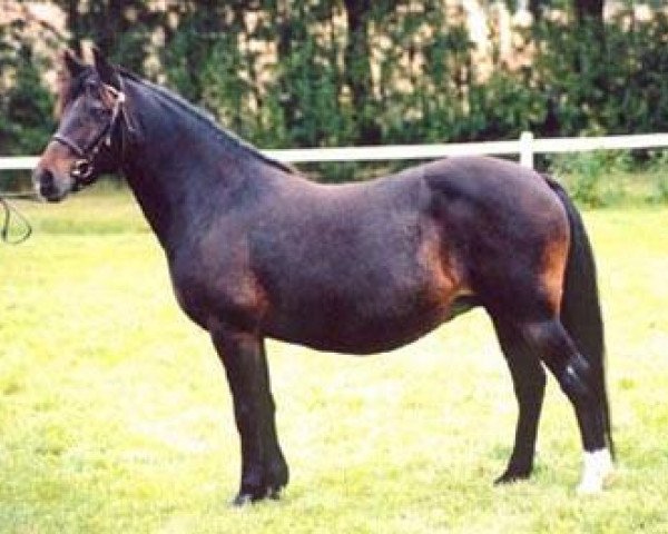 Zuchtstute Miss Ellie (New-Forest-Pony, 1983, von Burma Wilton 7 NF)