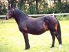 broodmare Miss Ellie (New Forest Pony, 1983, from Burma Wilton 7 NF)