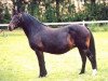 Zuchtstute Miss Ellie (New-Forest-Pony, 1983, von Burma Wilton 7 NF)