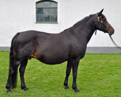 Zuchtstute Dimmans Elmia (New-Forest-Pony, 1994, von Silverlea Buckskin)