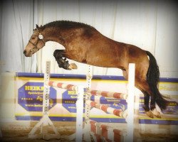 stallion Dimmans Edward (New Forest Pony, 2009, from Fredriksbergs Dizney)