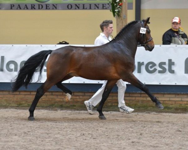 Deckhengst Bovenheigraaf's Camillo (New-Forest-Pony, 2004, von Woodrow Carisbrooke)