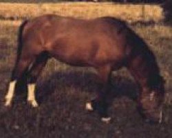 Deckhengst Prinsen (New-Forest-Pony, 1966, von Knightwood Crusader)