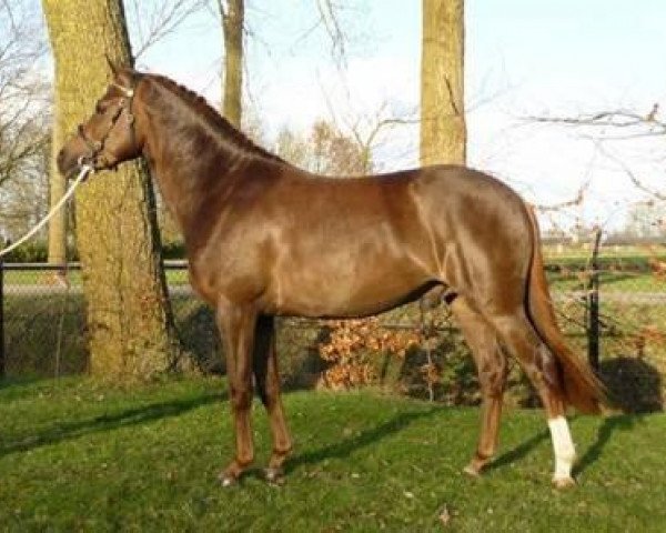 stallion Koetsiershoeve King Peveril (New Forest Pony, 2006, from Orlando)