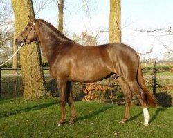 Deckhengst Koetsiershoeve King Peveril (New-Forest-Pony, 2006, von Orlando)