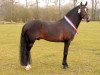 stallion Orlando (New Forest Pony, 2000, from Feldhof's Orbit)