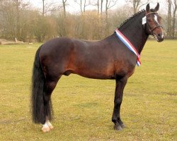 stallion Orlando (New Forest Pony, 2000, from Feldhof's Orbit)