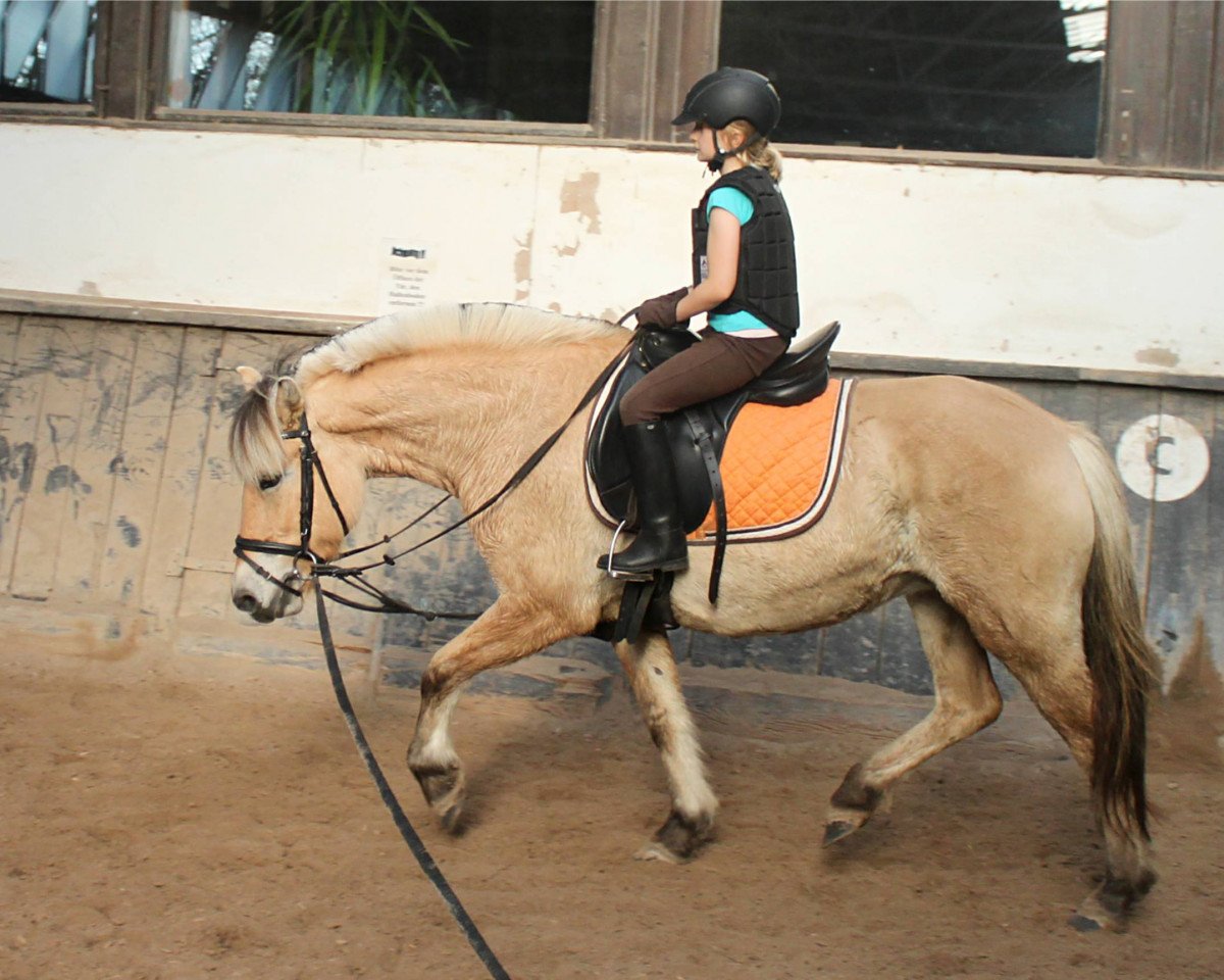 broodmare Ginger (Fjord Horse, 2010, from Kelvin)