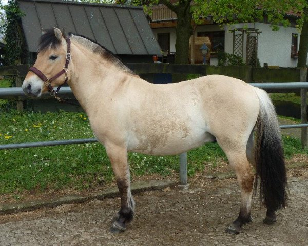 horse Kjeldal (Fjord Horse, 2012, from Kjartan)