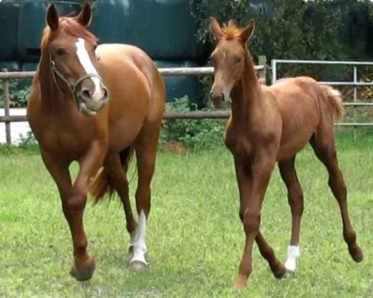 broodmare Winessa (Oldenburg, 2010, from Win the Gold GF)